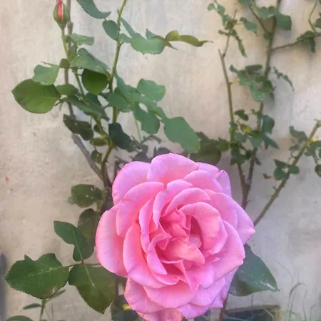 Cosy Avec Oasis Privee, Salle De Jeux, Velos Bienvenus Апартаменти Каркассонн