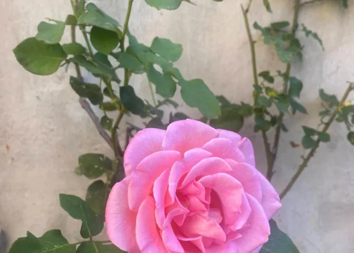 Cosy Avec Oasis Privee, Salle De Jeux, Velos Bienvenus Апартаменти Каркассонн